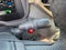 2026 Toyota Tundra Hybrid Limited